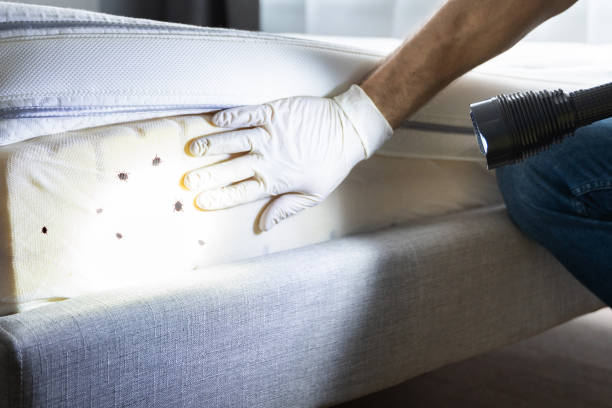 Best Ant Control Services  in North Logan, UT