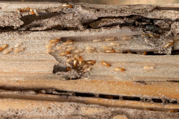 Best Wildlife Control Services  in North Logan, UT